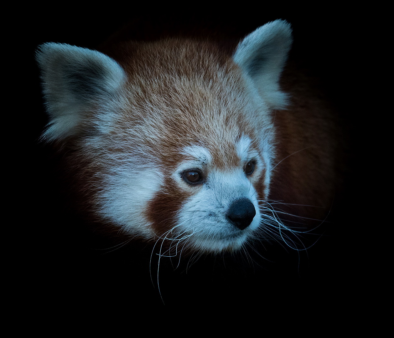 Roter Panda Portrait 