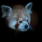 Roter Panda Portrait 