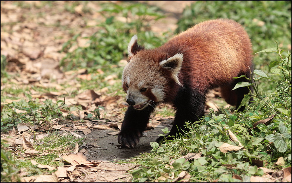 roter panda - red panda - ailurus fulgens