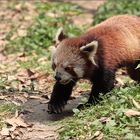 roter panda - red panda - ailurus fulgens