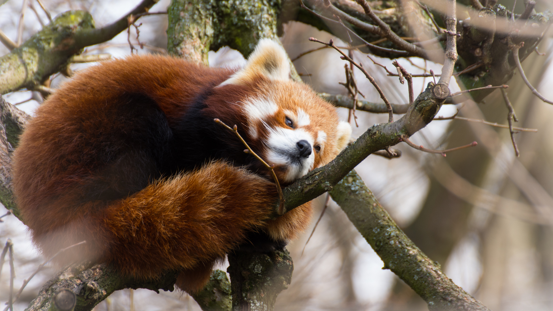 roter Panda träumt