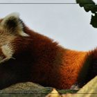 Roter Panda - wo sind deine" Gedanken"?