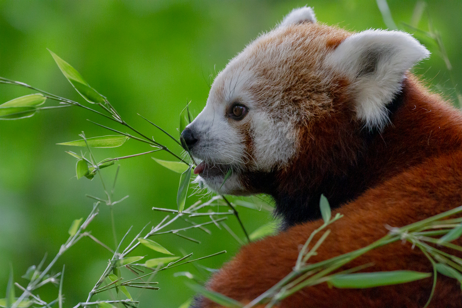 Roter Panda - Zoo Duisburg