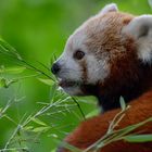 Roter Panda - Zoo Duisburg