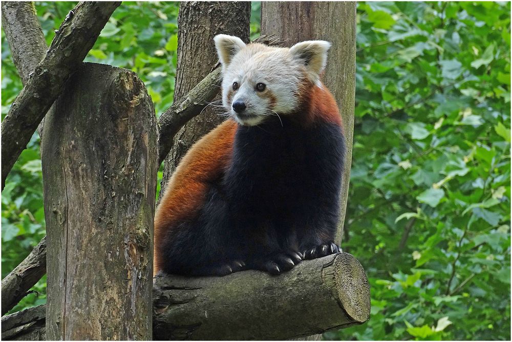 Roter Panda (Zoo Neuwied)