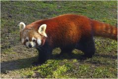 Roter Panda (Zoo Neuwied)