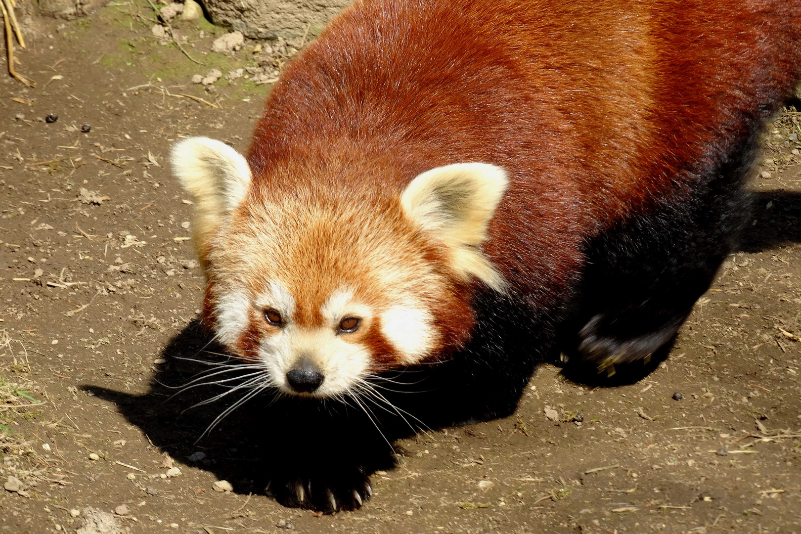 Roter Panda (Zoo Neuwied)