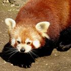 Roter Panda (Zoo Neuwied)