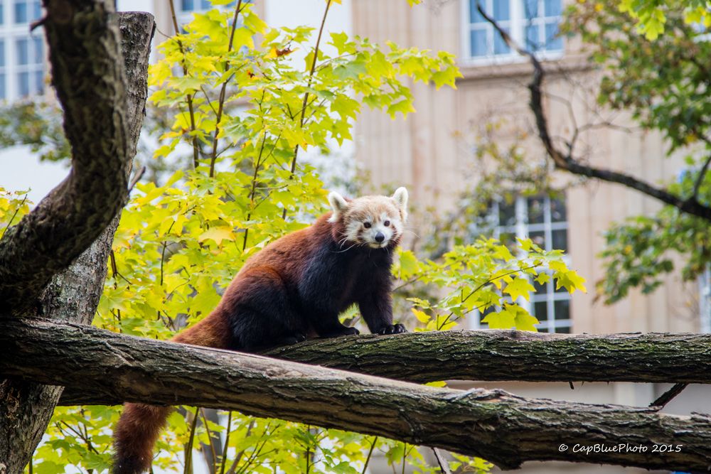 Roter Pandabär