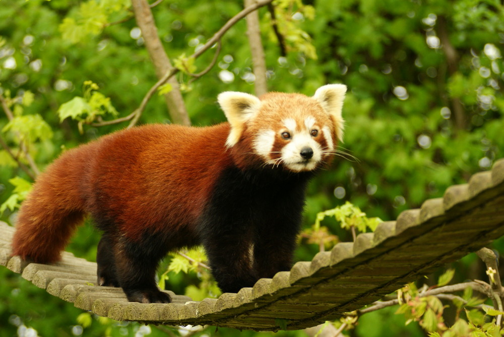 Roter Pandabär