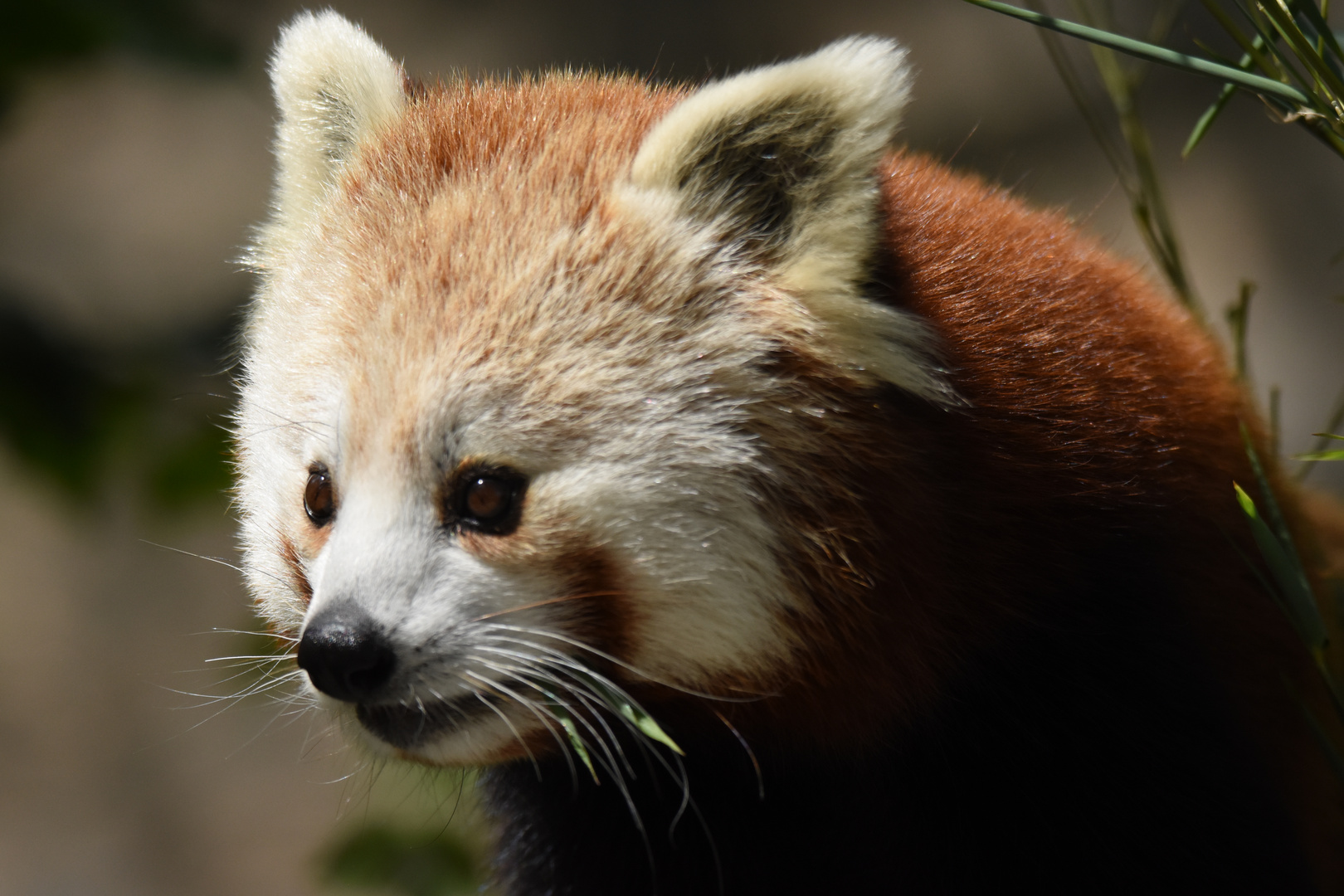 Roter Pandabär