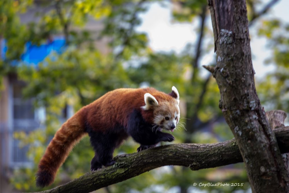 Roter Pandabär auf Erkundung