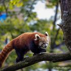 Roter Pandabär auf Erkundung