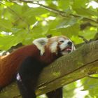 roter Pandabär beim chillen