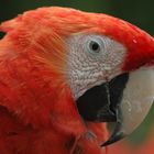 Roter Papagai