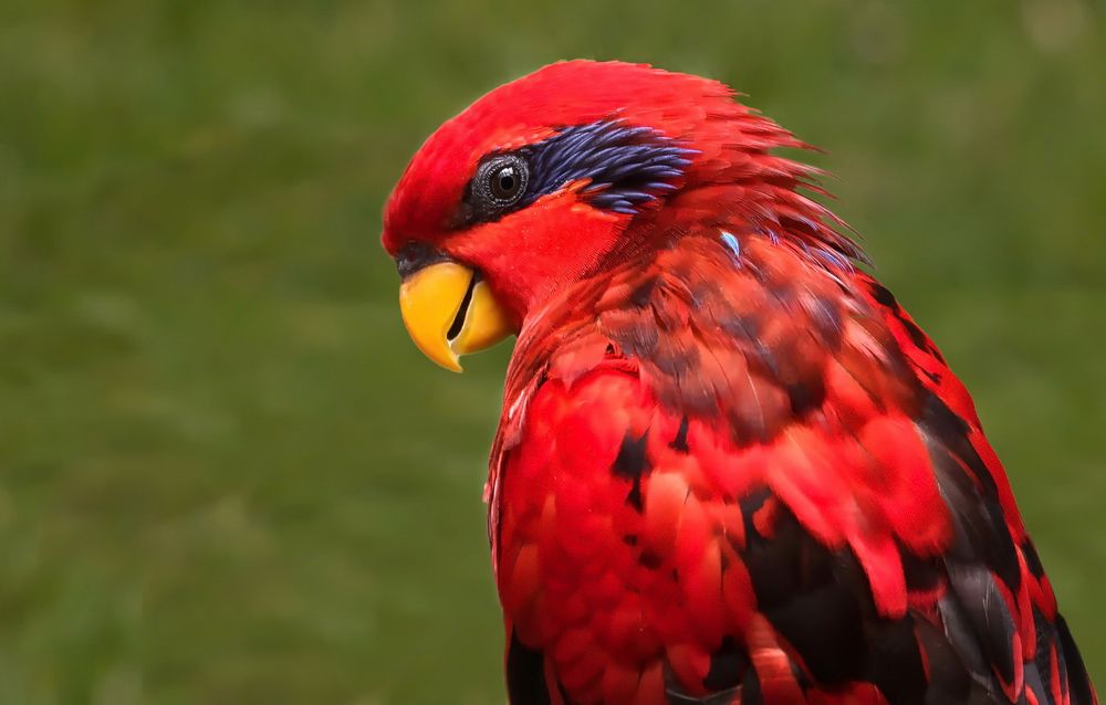 Roter Papagei 002a Foto Bild Natur Tiere Vogel Bilder Auf Fotocommunity
