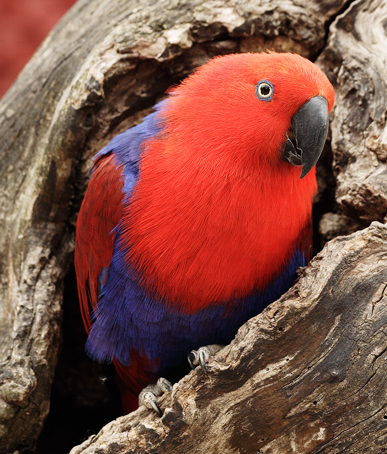 Roter Papagei Foto Bild Tiere Zoo Wildpark Falknerei Vogel Bilder Auf Fotocommunity