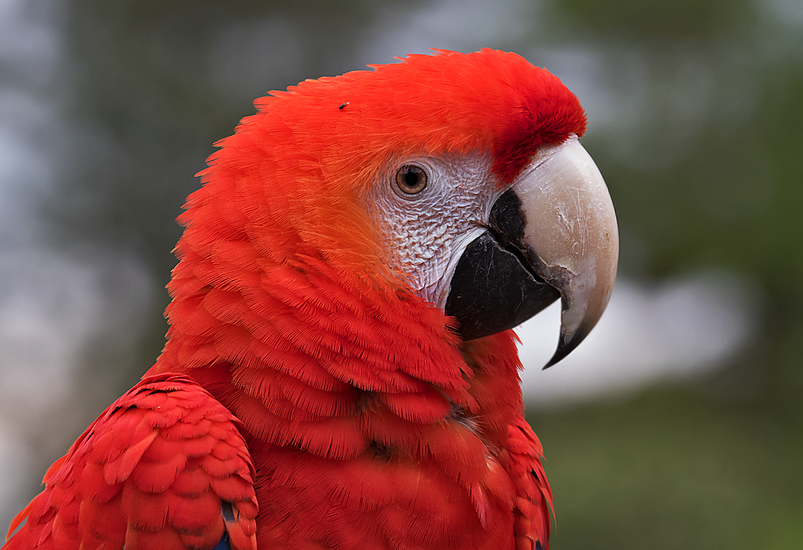 Roter Papagei Portrait 001 Foto Bild Natur Portrait Farben Bilder Auf Fotocommunity
