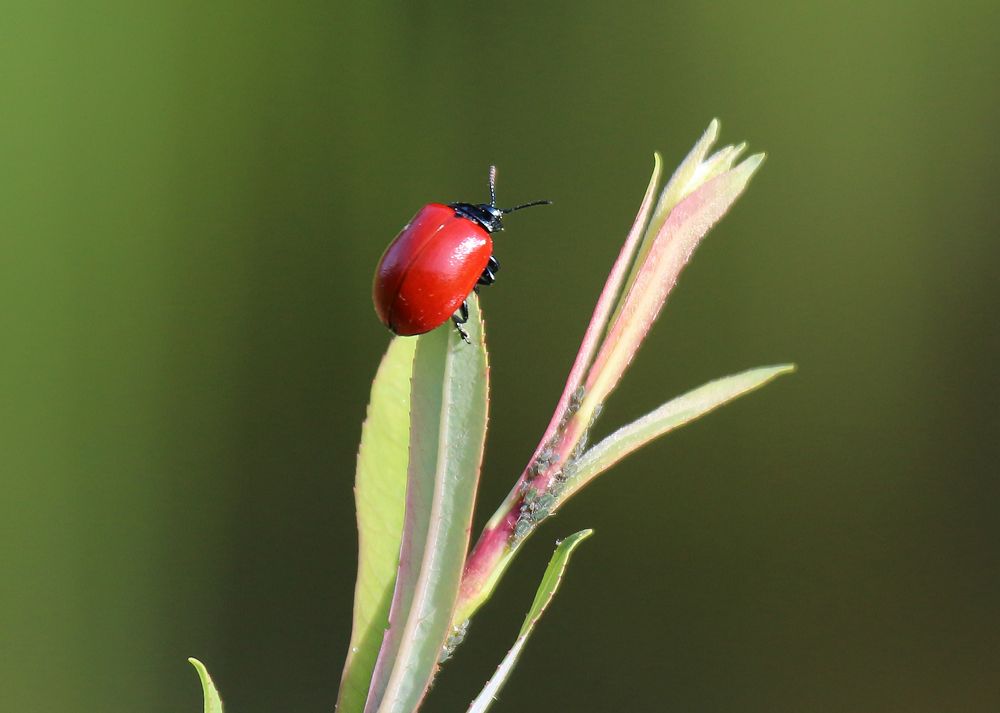 Roter Pappelblattkäfer