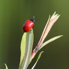 Roter Pappelblattkäfer