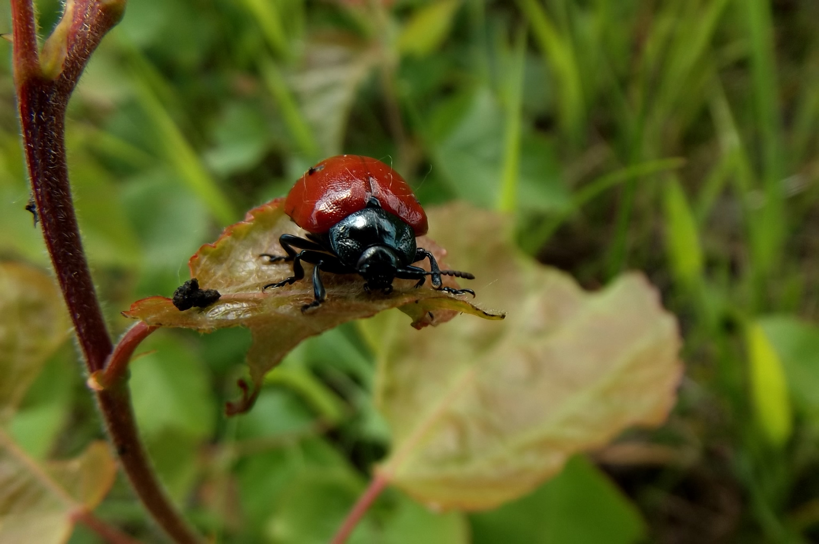 Roter Pappelblattkäfer bei der Arbeit