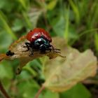 Roter Pappelblattkäfer bei der Arbeit