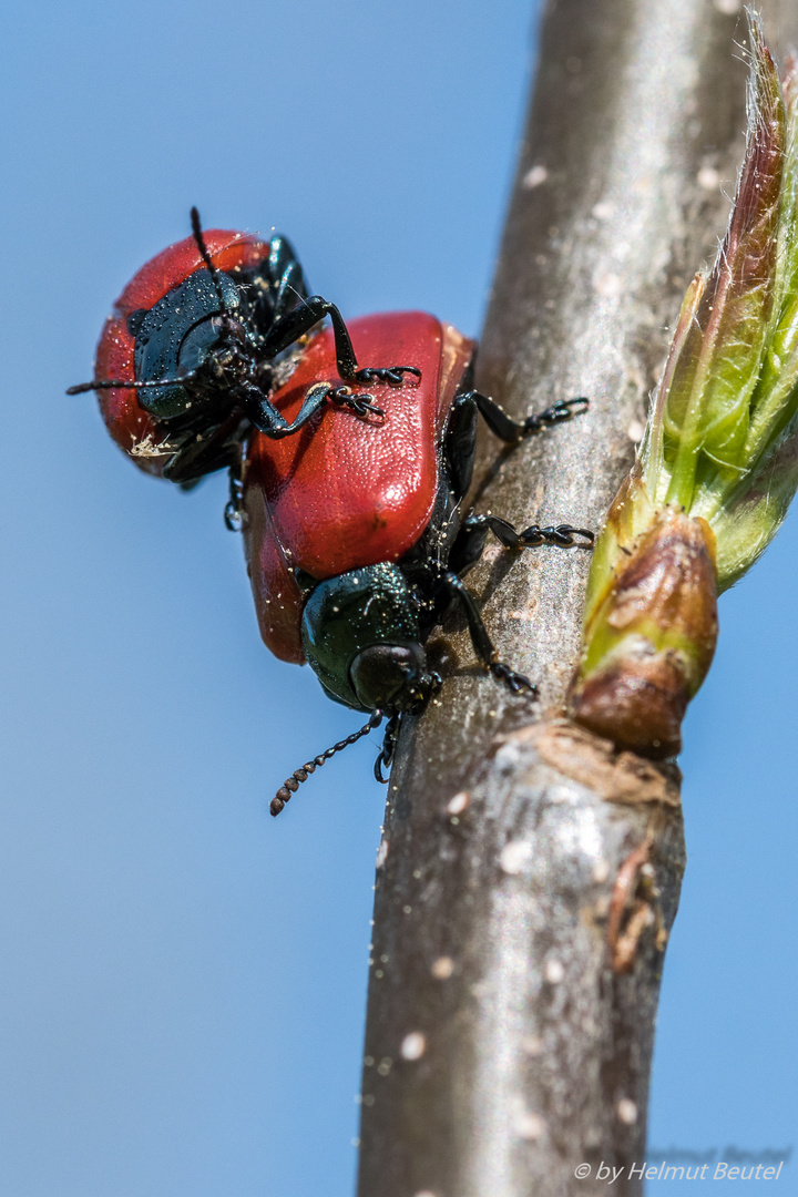 Roter Pappelblattkäfer (beim Frühsport)