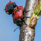 Roter Pappelblattkäfer (beim Frühsport)