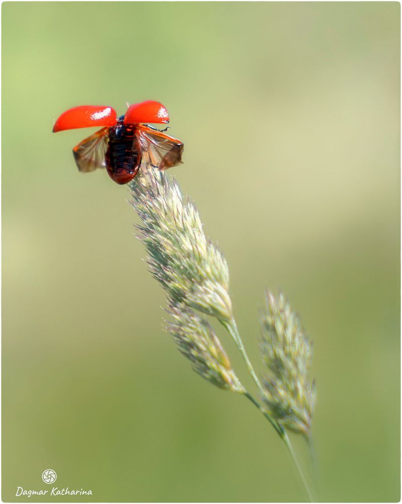 Roter Pappelblattkäfer