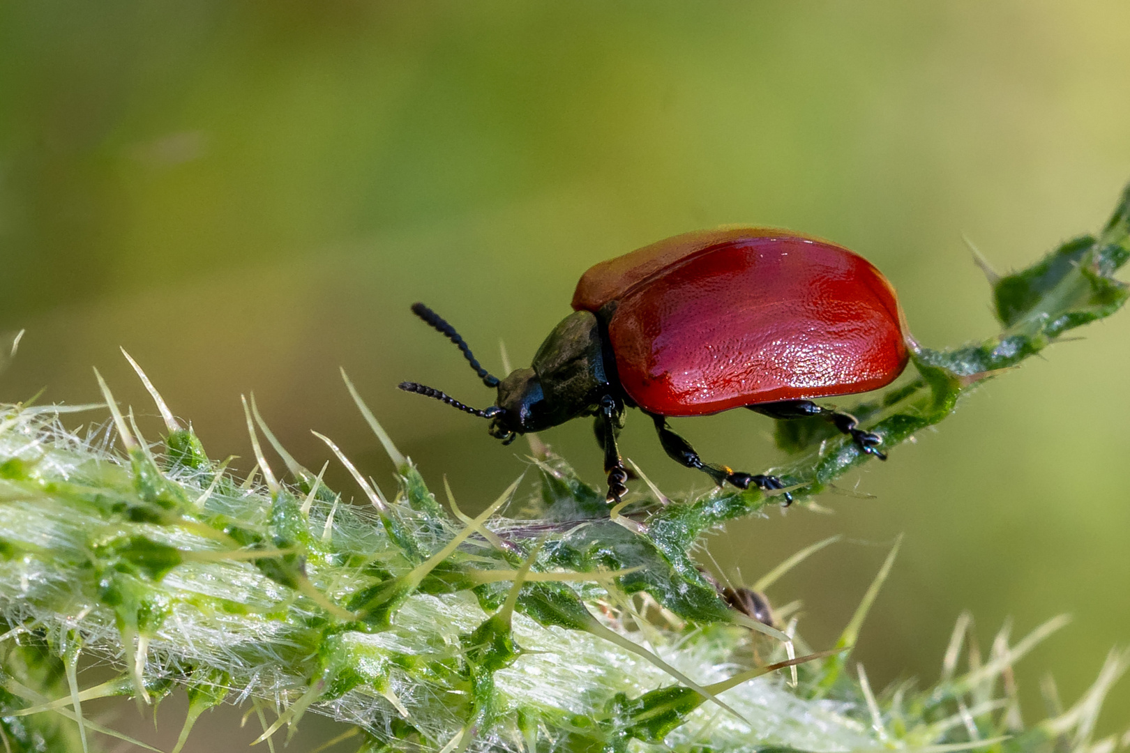 Roter Pappelkäfer (Chrysomela populi)