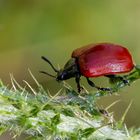 Roter Pappelkäfer (Chrysomela populi)