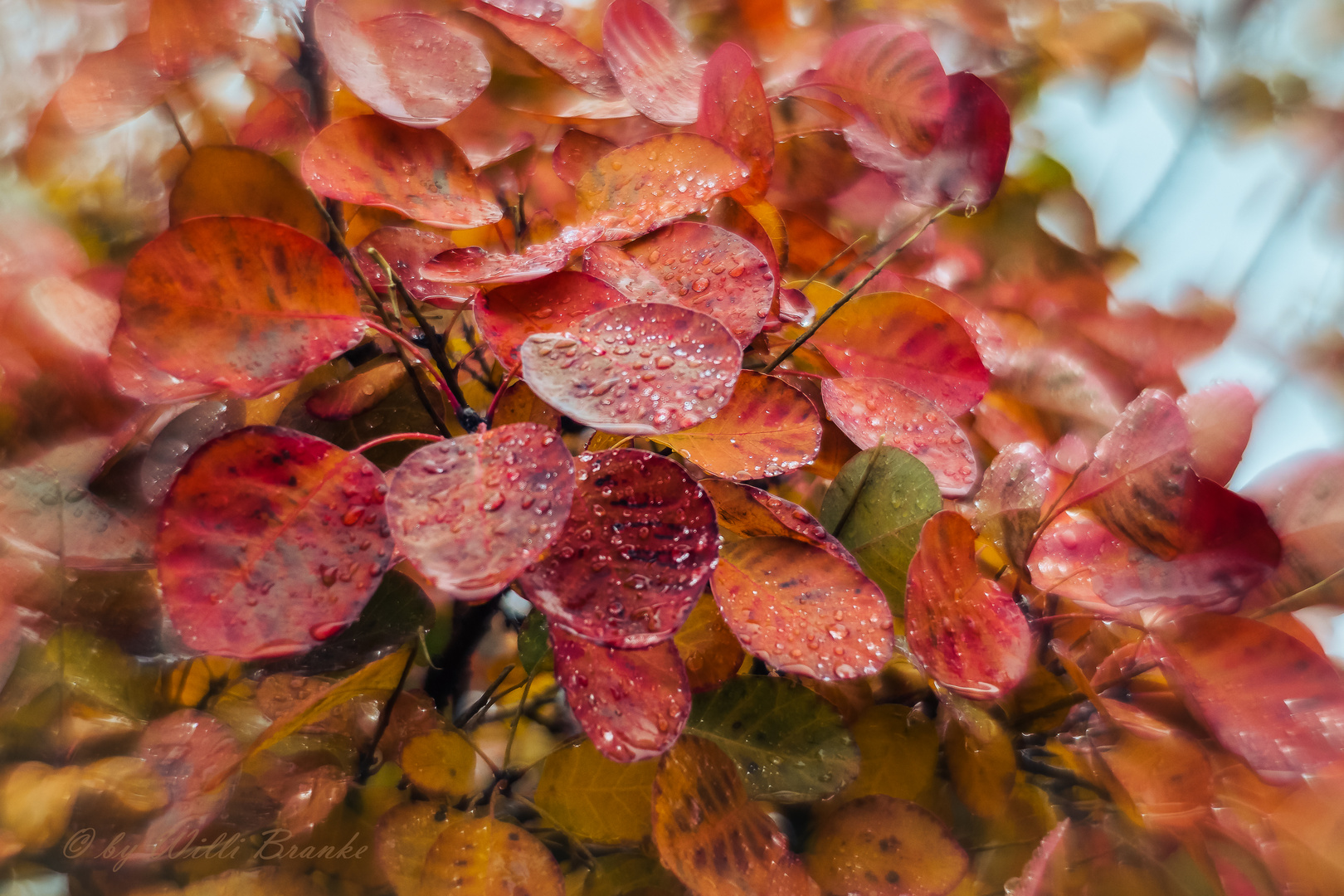 - Roter Perückenstrauch 'Royal Purple' im Regen -