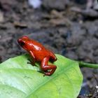 Roter Pfeilgiftfrosch