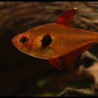 Roter Phantomsalmler