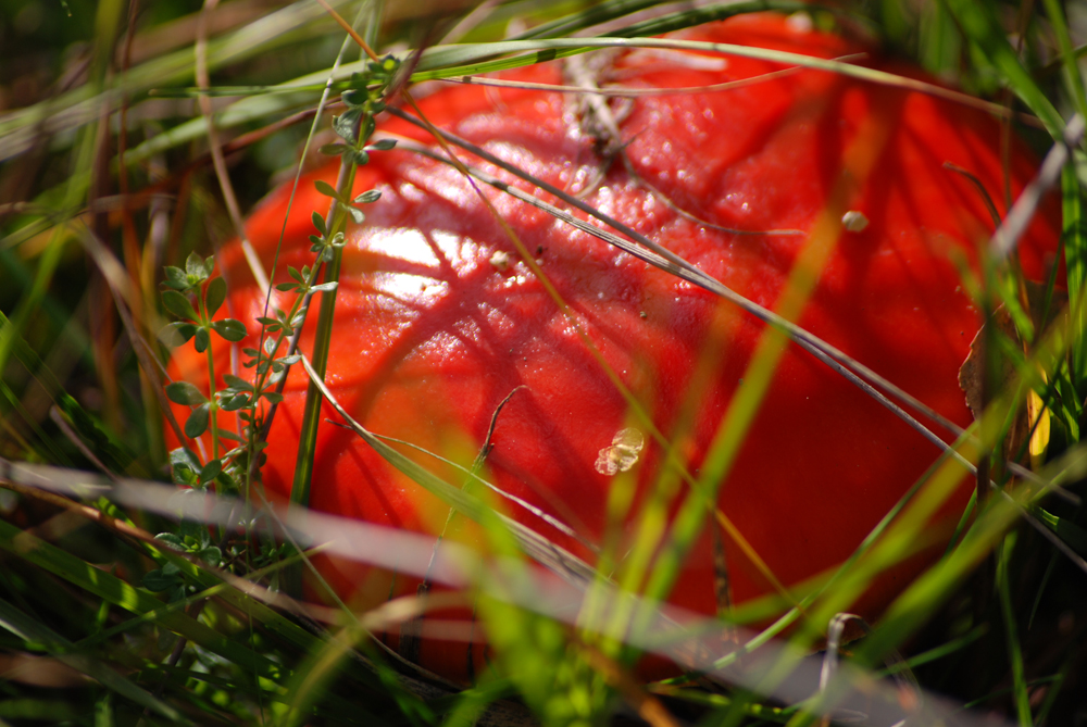 roter Pilz