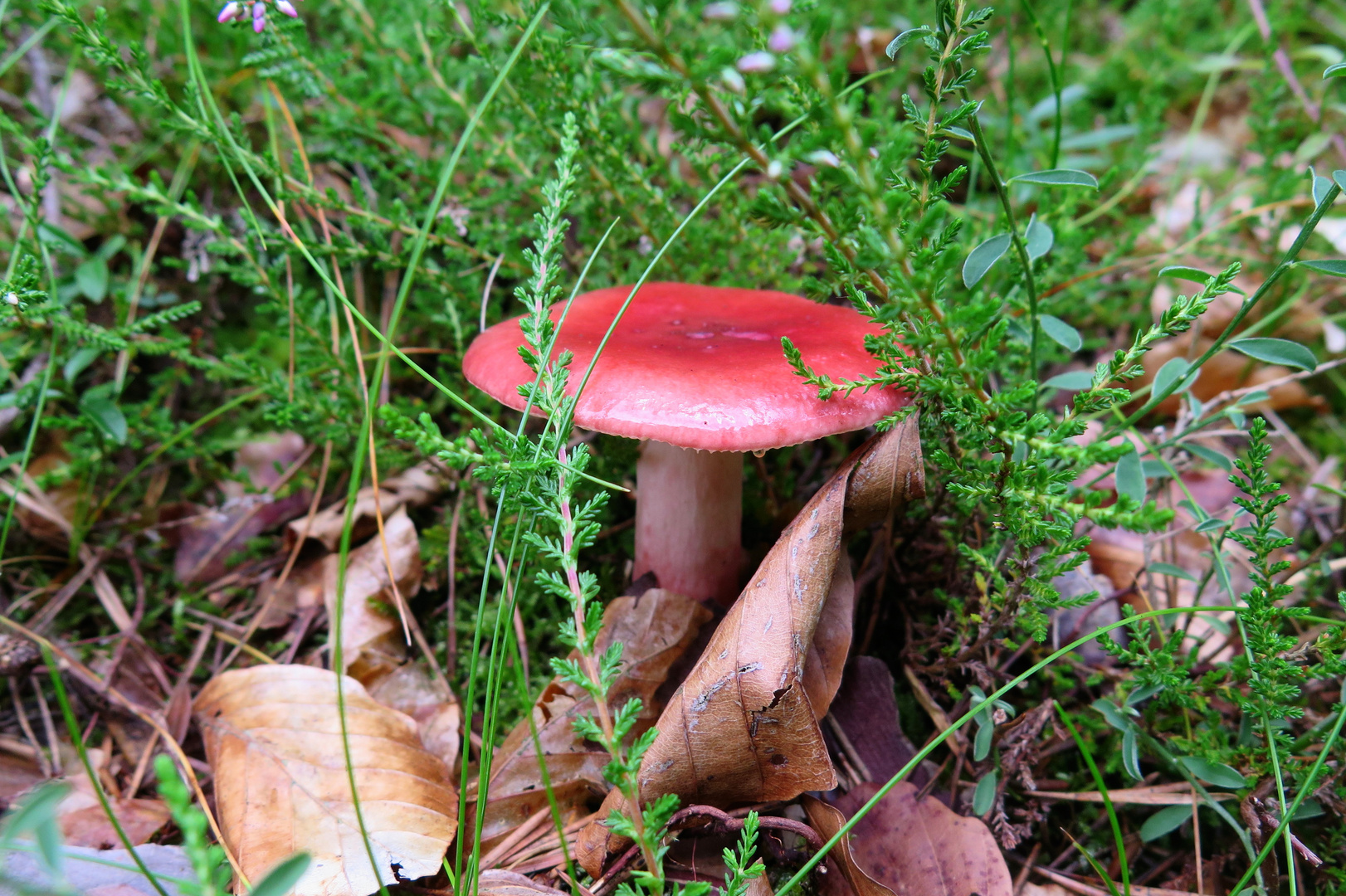 Roter Pilz