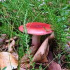 Roter Pilz