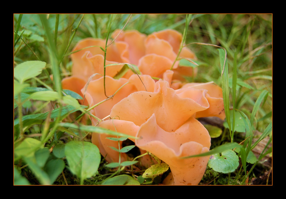 Roter Pilz