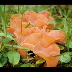 Roter Pilz