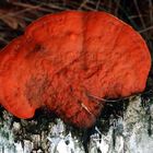 Roter Pilz