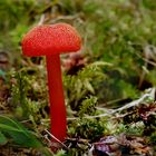 Roter Pilz