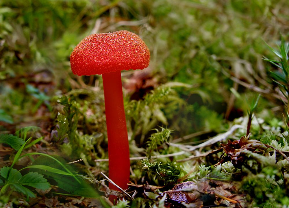 Roter Pilz