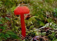 Roter Pilz