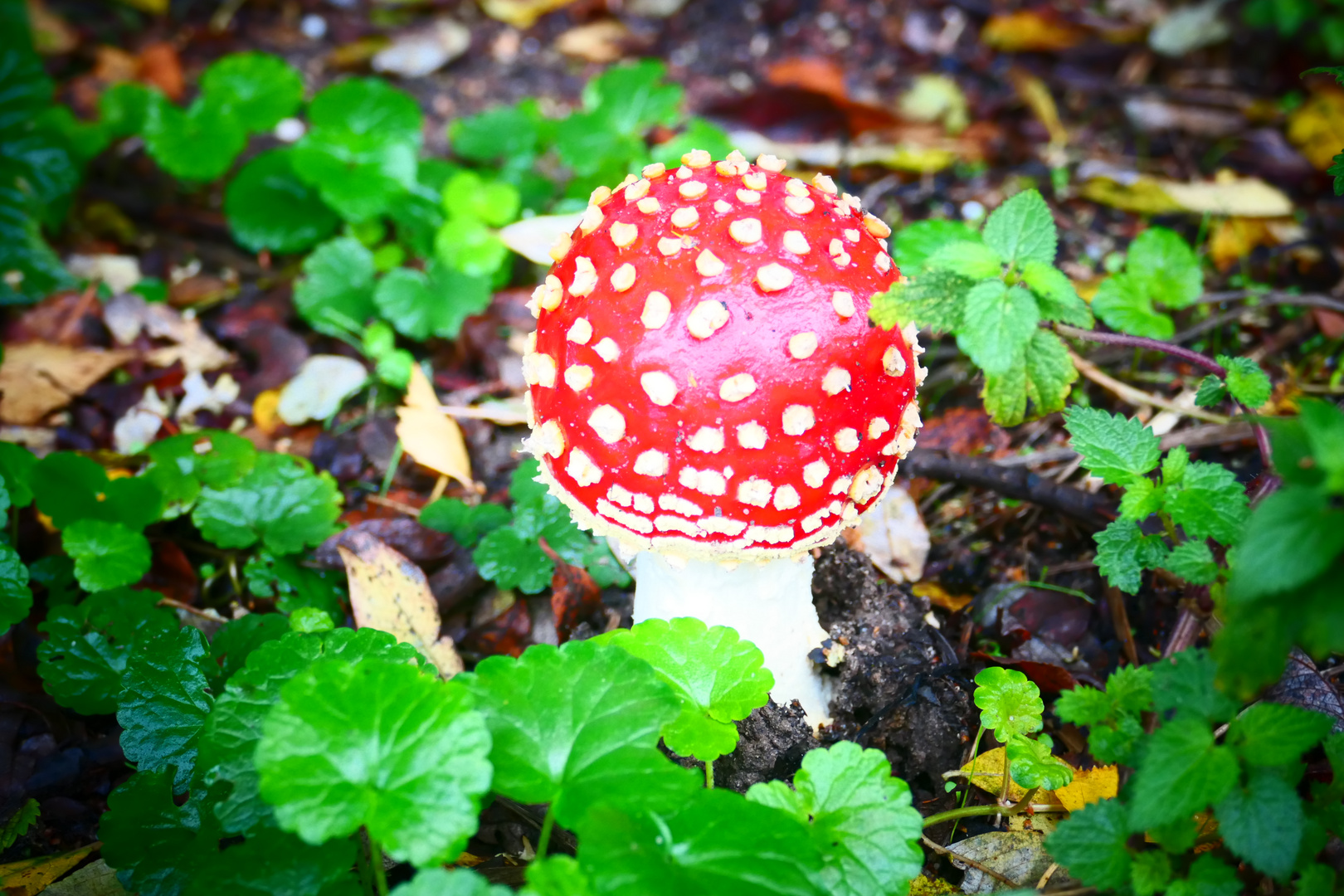 Roter Pilz Foto & Bild pflanzen, pilze & flechten, natur, pilze Bilder auf