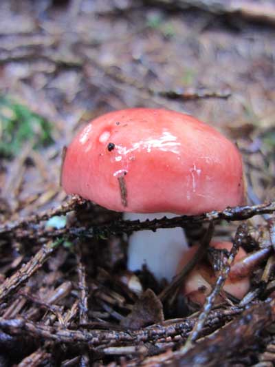 roter Pilz mit Glanz