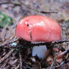 roter Pilz mit Glanz