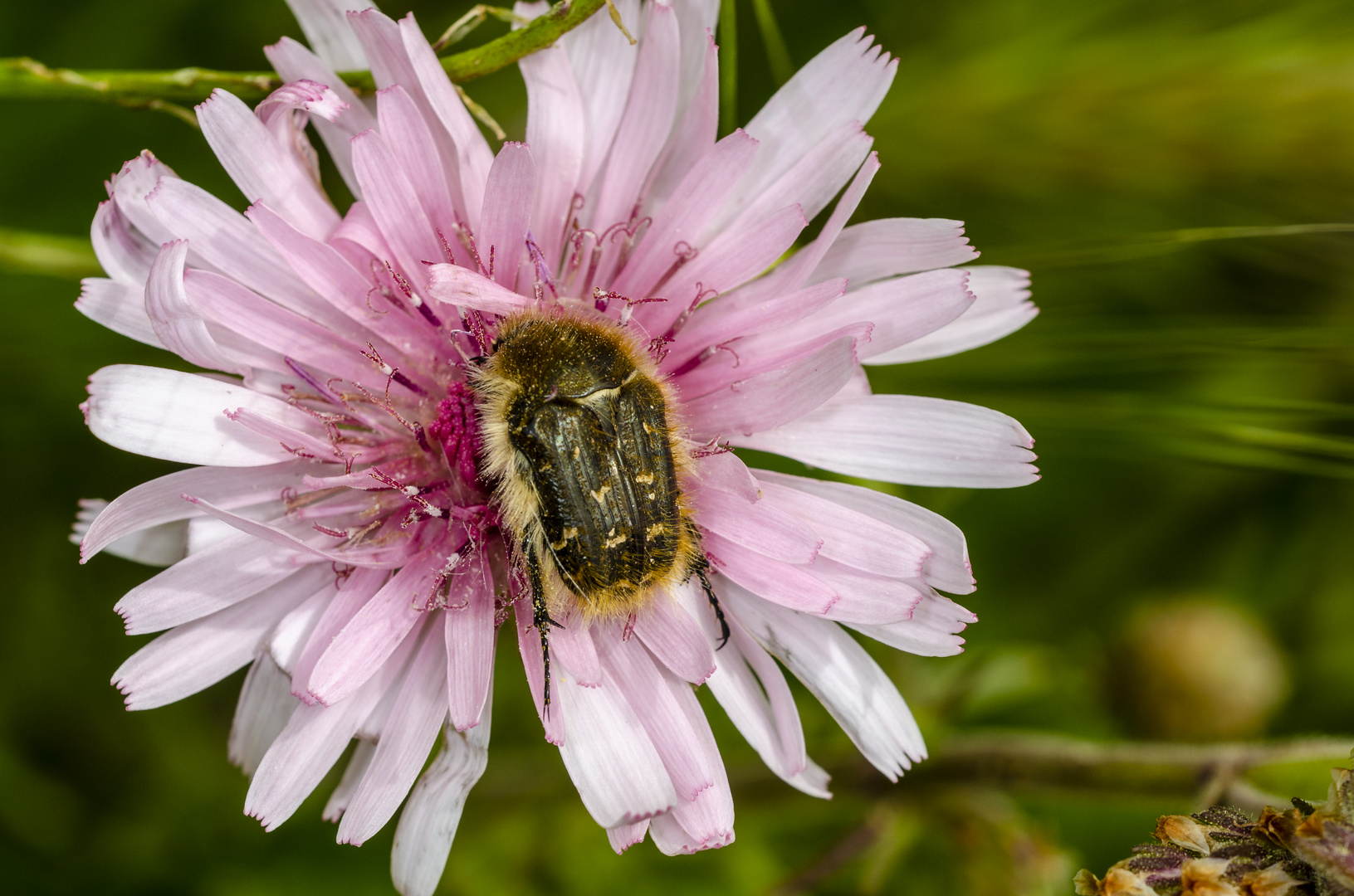 Roter Pippau (Crepis rubra) mit Rosenkäfer