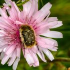 Roter Pippau (Crepis rubra) mit Rosenkäfer