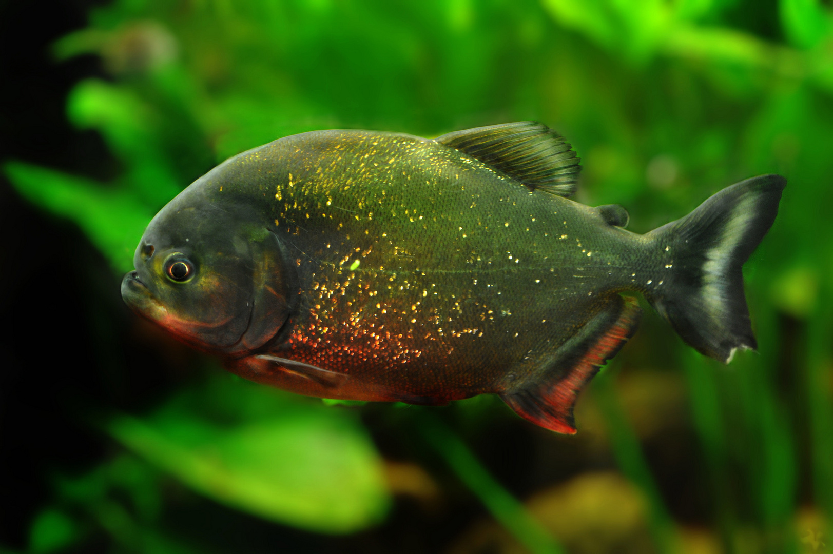 Roter Piranha