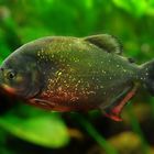 Roter Piranha